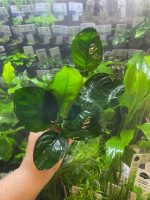 Stoffels Anubias barteri - Image 2
