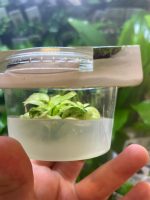 Anubias nana 'Ice' - Image 3