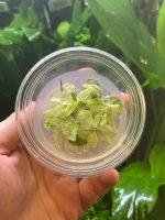 Anubias nana 'Ice' - Image 2