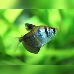 Black Widow Tetra (Gymnocorymbus ternetz)