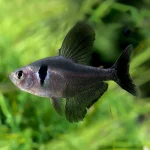 Black Phantom Tetra (Megalamphodus megalopterus)