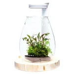 DOOA Magnet Light G Slim Wood Base Set - Image 2