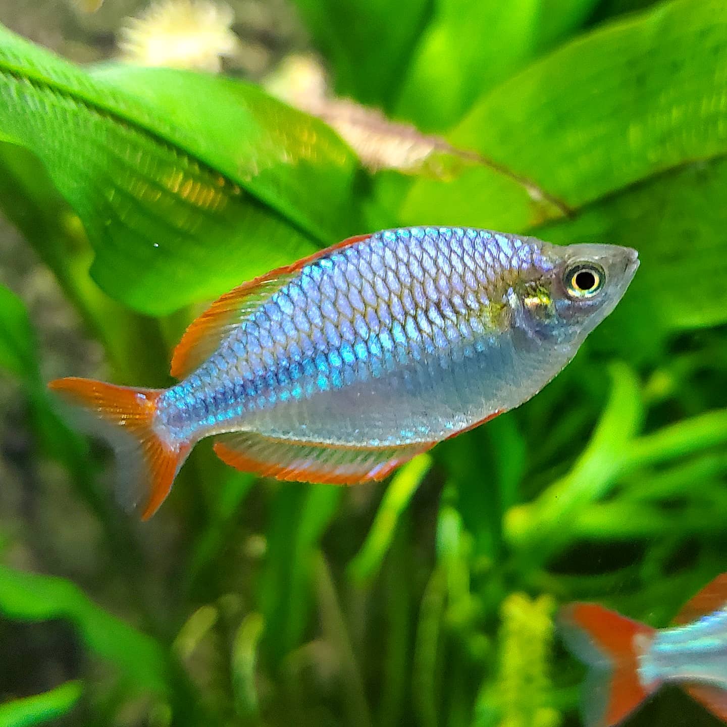 Dwarf Rainbowfish Neon Rainbowfish Melanotaenia praecox Dwarf Rainbowfish Neon Rainbowfish Melanotaenia praecox