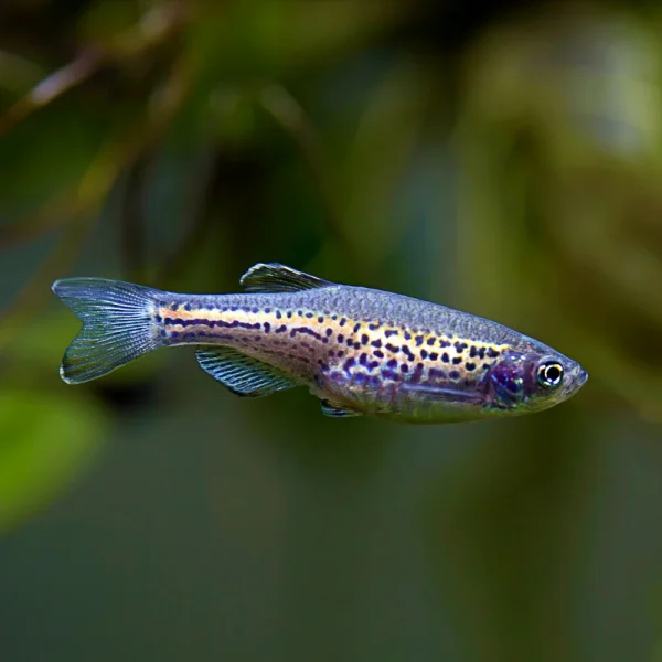 Leopard Danio (Danio rerio)