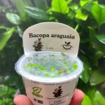Horizon Labs Bacopa araguaia