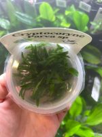 Horizon Labs Cryptocoryne parva sp - Image 2