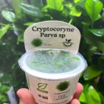 Horizon Labs Cryptocoryne parva sp
