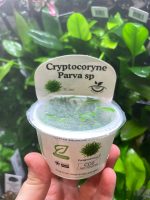 Horizon Labs Cryptocoryne parva sp