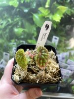 Horizon Labs Begonia Chlorosticta