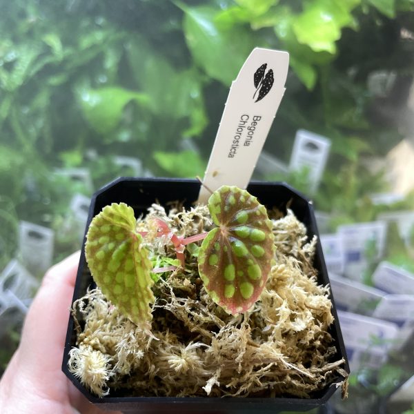 Horizon Labs Begonia Chlorosticta