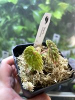 Horizon Labs Begonia Chlorosticta - Image 2