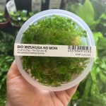 ADA Myriophyllum mattogrossense