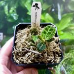 Horizon Labs Lighting Jewel Orchid