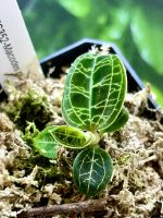 Horizon Labs Lighting Jewel Orchid - Image 2