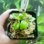 Horizon Labs Philedendron Billietiae