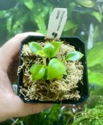 Horizon Labs Philedendron Billietiae