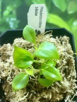 Horizon Labs Philedendron Billietiae - Image 2