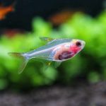 Black Eye X-Ray Tetra (Pristella maxillaris)