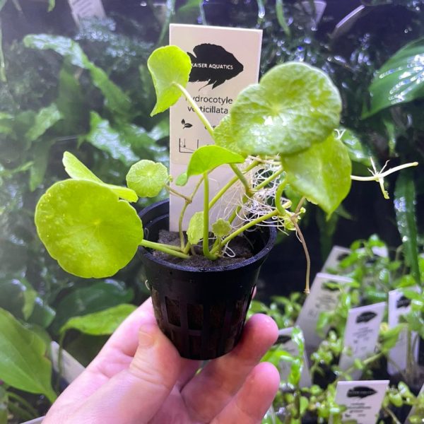 Kaiser Aquatics Hydrocotyle verticillata