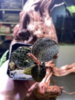 Lightning Jewel Orchid - Anoectochilus roxburghii (Pots) - Image 3