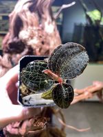 Lightning Jewel Orchid - Anoectochilus roxburghii (Pots)