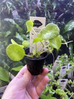 Kaiser Aquatics Hydrocotyle Verticillata