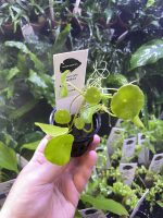 Kaiser Aquatics Hydrocotyle Verticillata - Image 2