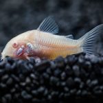 Albino Corydoras (Corydoras aeneus)