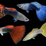 Assorted Guppy (male) - locally bred