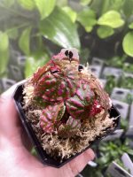 Horizon Labs Begonia roseopunctata - Image 2