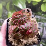 Horizon Labs Begonia roseopunctata