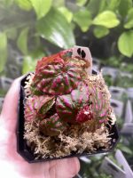 Horizon Labs Begonia roseopunctata
