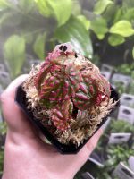 Horizon Labs Begonia roseopunctata - Image 3