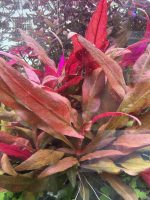 Horizan Labs Alternanthera reineckii mini - Image 2