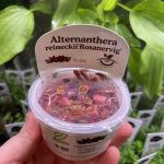 Horizon Labs Alternanthera reineckii Rosanervig