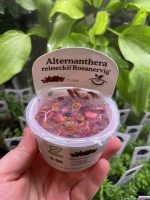 Horizon Labs Alternanthera reineckii Rosanervig