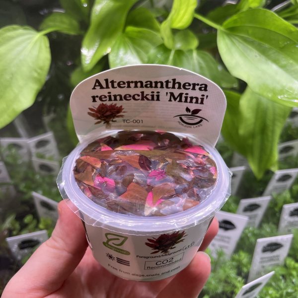 Horizon Labs Alternanthera reineckii mini