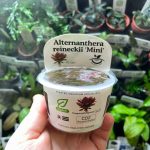 Horizan Labs Alternanthera reineckii mini