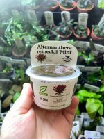 Horizan Labs Alternanthera reineckii mini