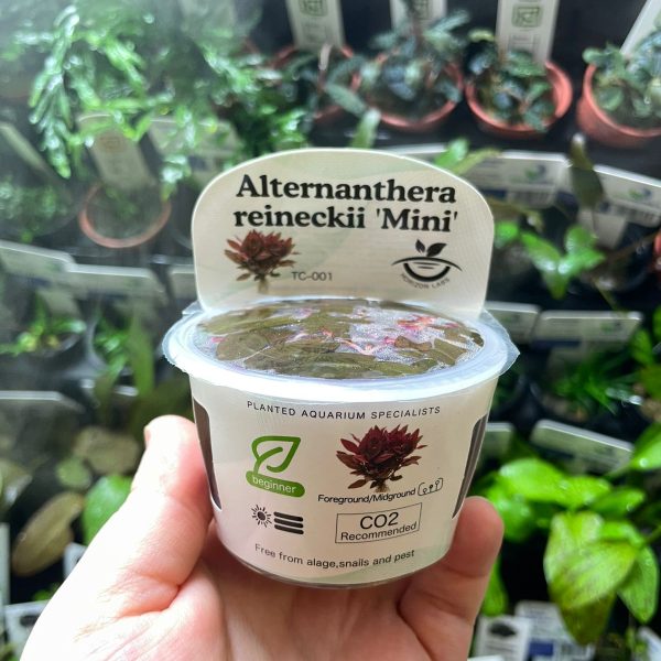 Horizan Labs Alternanthera reineckii mini