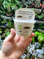 Horizon Labs Alternanthera reineckii Rosanervig