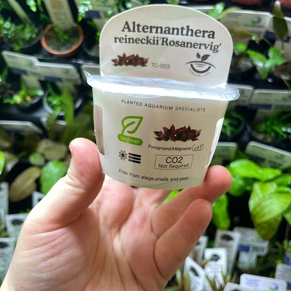Horizon Labs Alternanthera reineckii Rosanervig