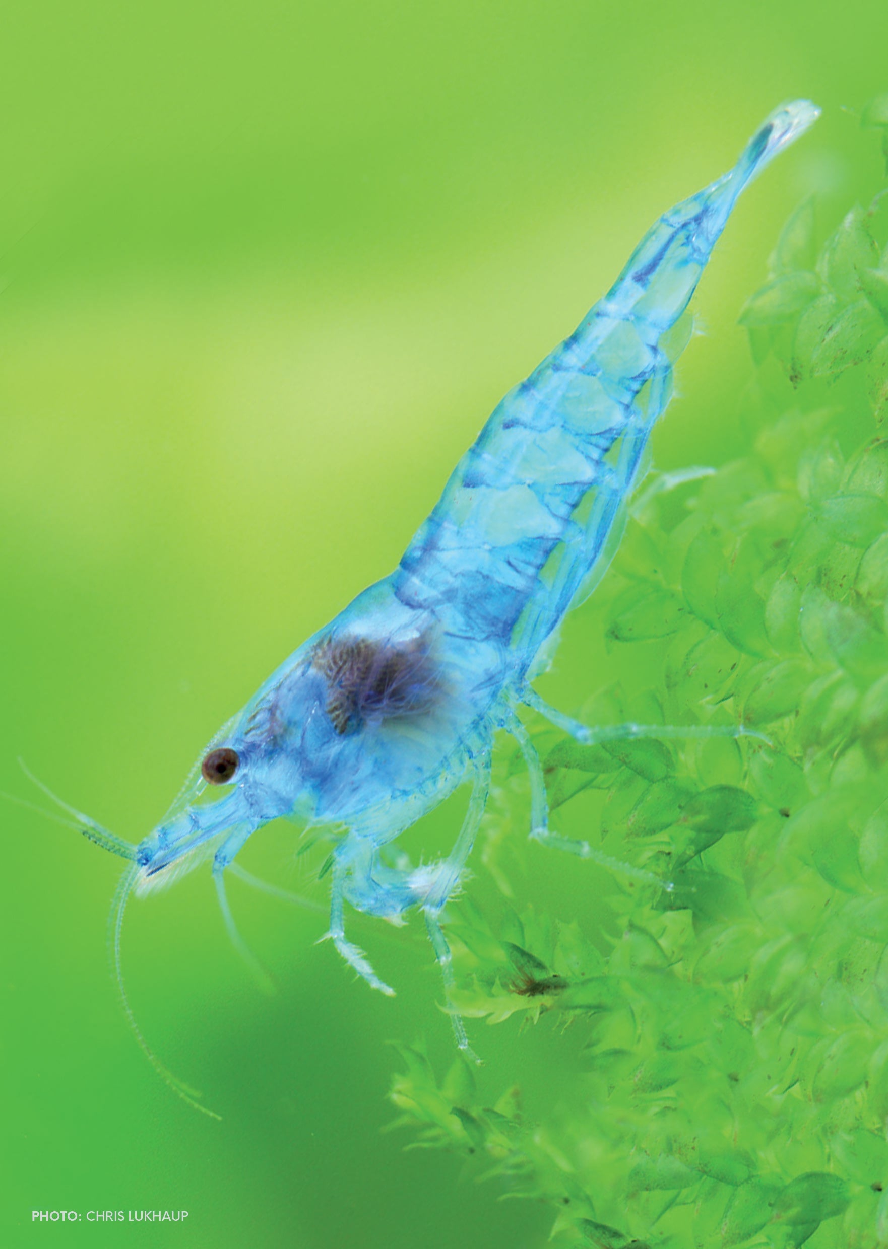 img_5241 Blue Jelly Shrimp - Image 1