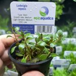 EA Ludwigia Repens