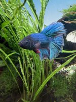 Halfmoon Male Bettas Assorted (striking colors) - Image 2