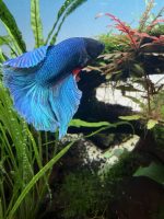 Halfmoon Male Bettas Assorted (striking colors) - Image 3