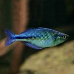 Lake Kubutu Rainbowfish
