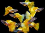 Yellow Tuxedo Guppy (male) - locally Bred - Image 2