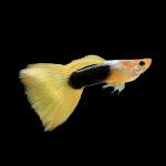 Yellow Tuxedo Guppy (male) - locally Bred