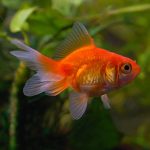 Red Fantail (Goldfish)